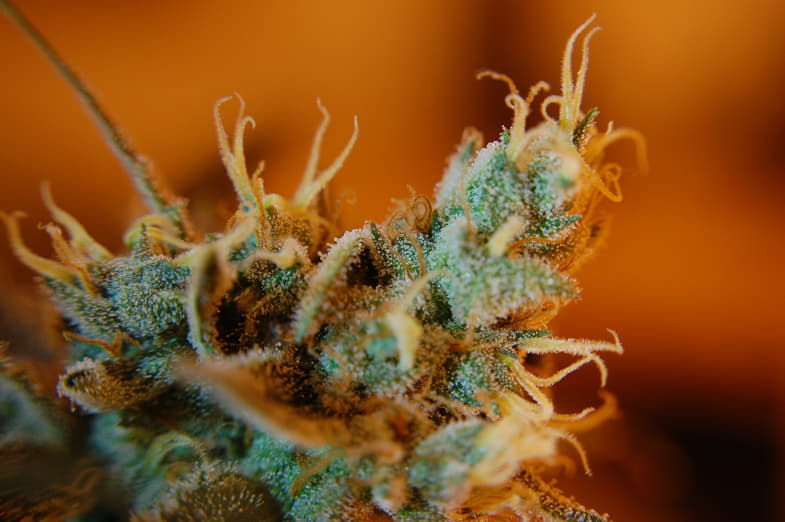 Terpene tragen zum Geschmack und Geruch von Cannabis bei | Justbob