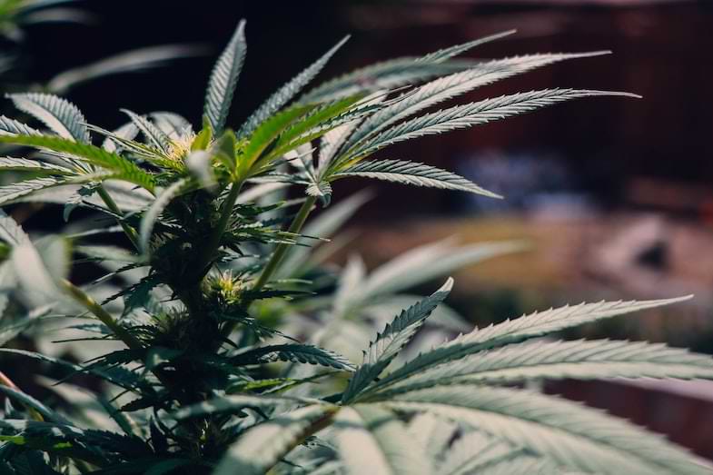 THCA vorteilhafte Wirkungen | Justbob 