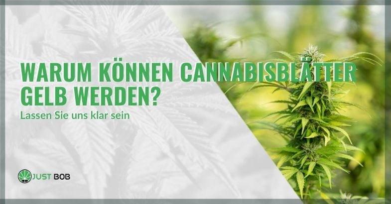 Warum Cannabisblätter gelb werden | Justbob