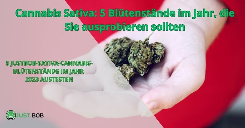 Cannabis Sativa: 5 Blütenstände im Jahr in 2023