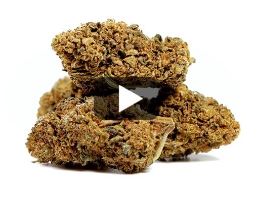 cbd-gras-amnesia-cbd-boost