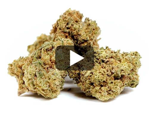 cbd-gras-gelato-cbd-boost