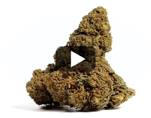 cbd-gras-mango-cbd-boost
