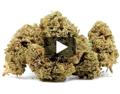 cbd-gras-melon-kush