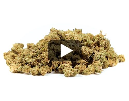 cbd-gras-california-haze-small