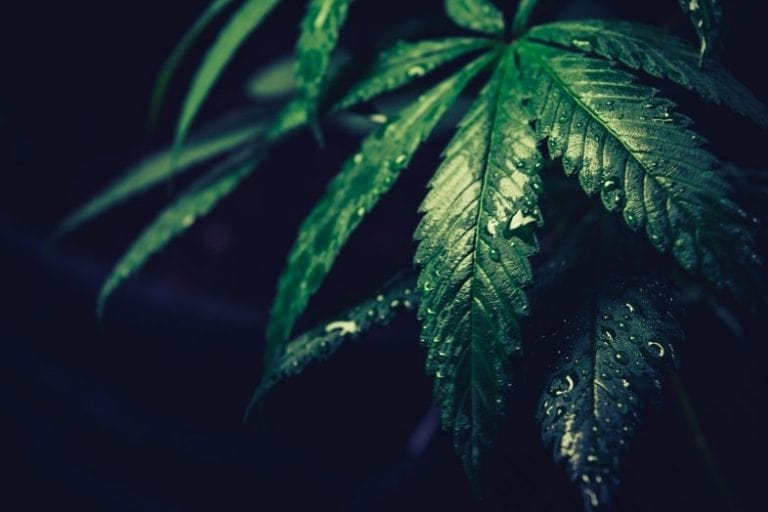 Marihuana online zu kaufen ist nicht illegal