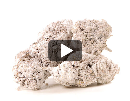 Video-Vorschau-og-super-boost-cbd-blueten