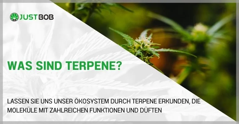 Was sind Terpene?
