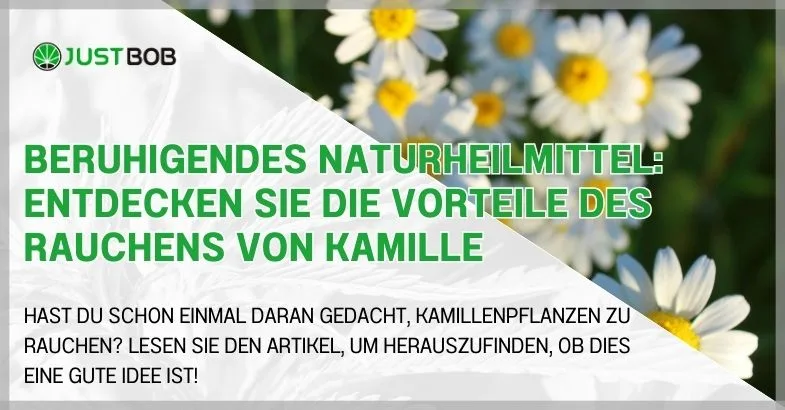 Beruhigendes Naturheilmittel: Entdecken Sie die Vorteile des Rauchens von Kamille