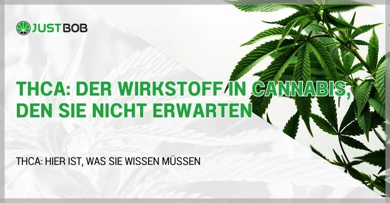 THCA: der Wirkstoff in Cannabis, den Sie nicht erwarten