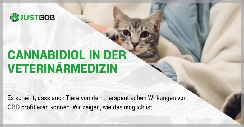 Cannabidiol in der Veterinärmedizin