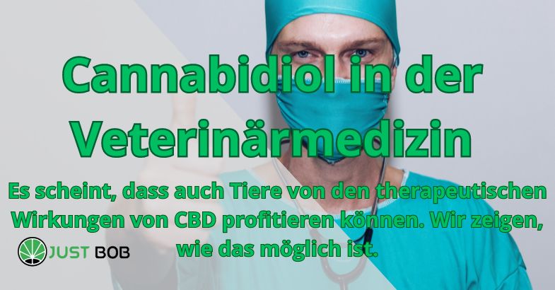 Cannabidiol in der Veterinärmedizin