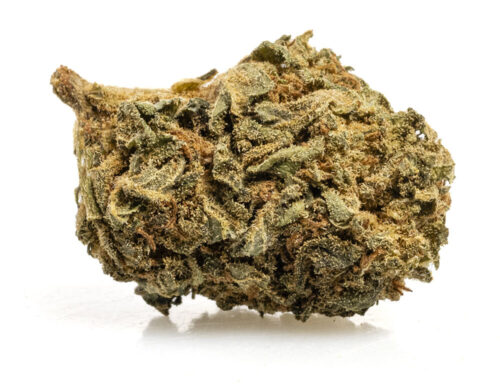 CBD Blüte blueberry small buds