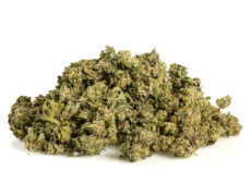 cbd Gras Alpine CBG Small Buds 