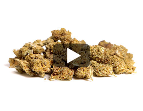 Videovorschau von cbd Blüten Alpine CBG Small Budsmit grünen und braunen Nuancen