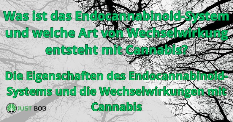 Was ist das Endocannabinoid-System und welche Art von Wechselwirkung entsteht mit Cannabis?