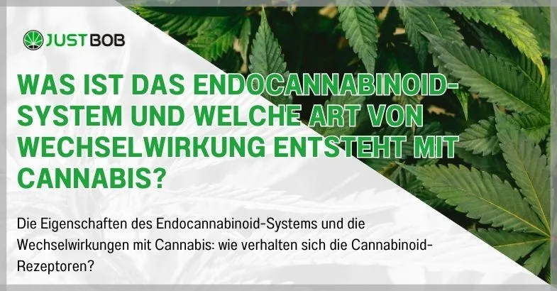 Was ist das Endocannabinoid-System