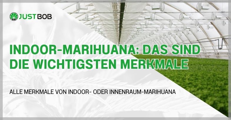 Indoor-Marihuana: Das sind die wichtigsten Merkmale