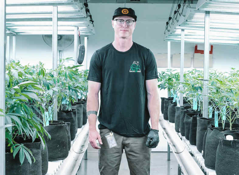Trichomdichte bei Indoor-CBD-Cannabis