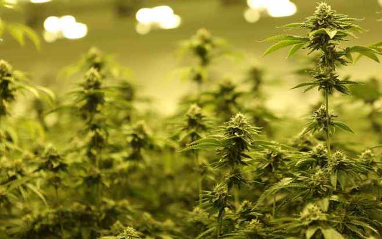 Die Farben von Indoor-Cannabis