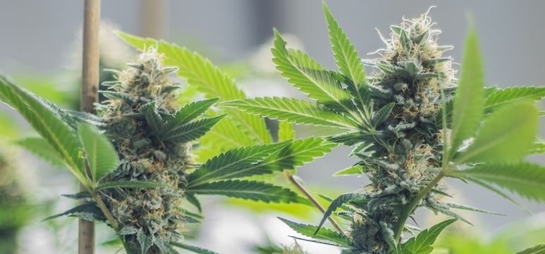 Sie können Cannabis Zuhause anbauen