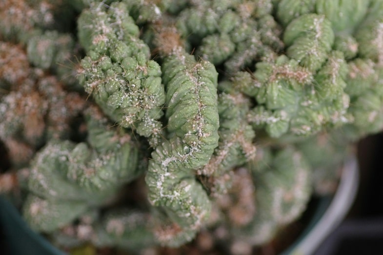 Cannabis Rosin kaufen: Worauf sollte man achten?