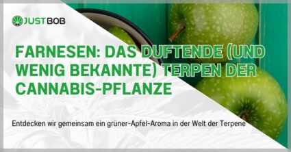 Farnesen: das duftende (und wenig bekannte) Terpen der Cannabis-Pflanze