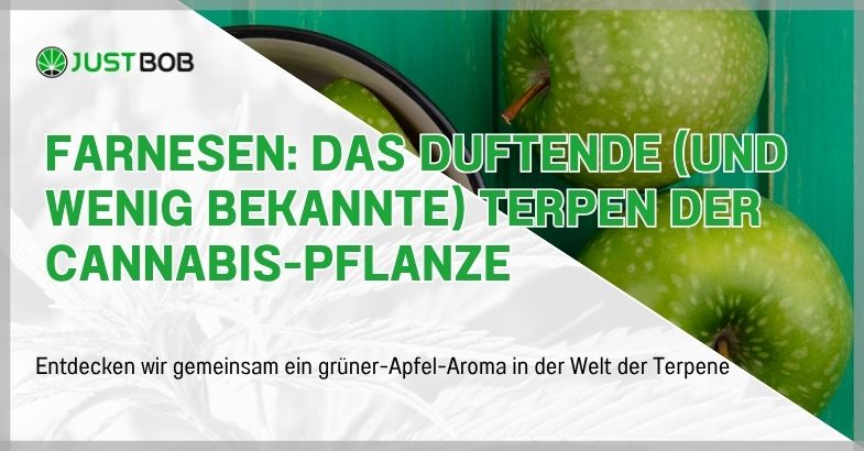 Farnesen: das duftende (und wenig bekannte) Terpen der Cannabis-Pflanze