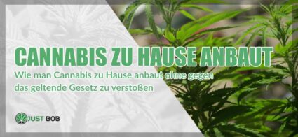 Wie man Cannabis zu Hause anbaut, ohne das geltende Gesetz zu brechen