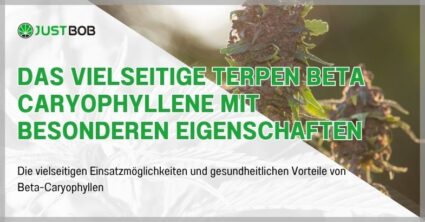 Das vielseitige Terpen Beta Caryophyllene mit besonderen Eigenschaften