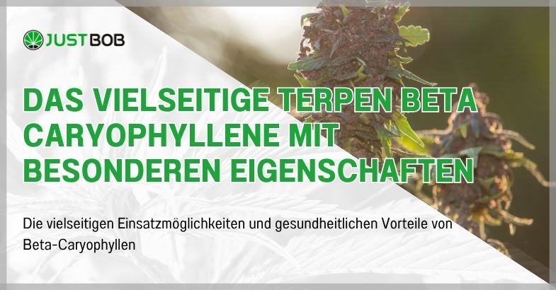 Das vielseitige Terpen Beta Caryophyllene mit besonderen Eigenschaften