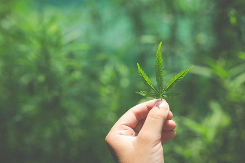 Cannabis-Sorten mit hohem Beta-Caryophyllen-Gehalt