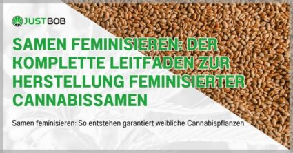 Samen Feminisieren: Der komplette Leitfaden