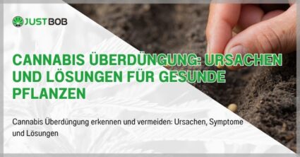 Cannabis Überdüngung: Ursachen und Lösungen für gesunde Pflanzen