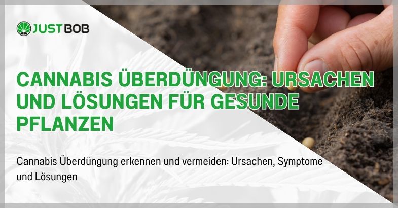 Cannabis Überdüngung: Ursachen und Lösungen für gesunde Pflanzen