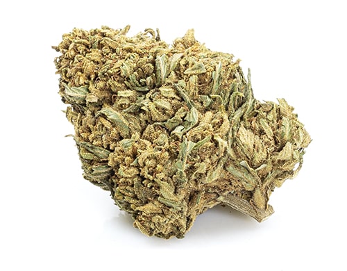 CBD Blüten der Sorte Mango Haze