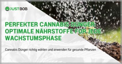 Perfekter Cannabis Dünger: Optimale Nährstoffe für Jede Wachstumsphase