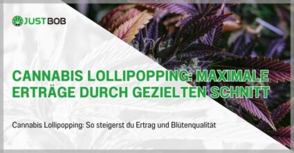 Cannabis Lollipopping: Maximale Erträge durch gezielten Schnitt