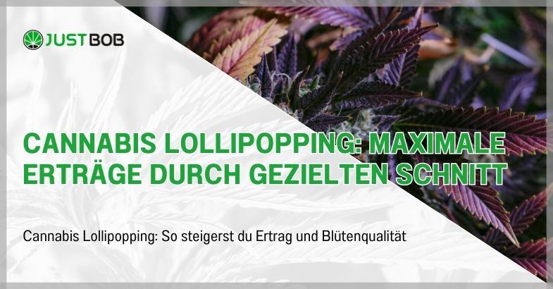 Cannabis Lollipopping: Maximale Erträge durch gezielten Schnitt