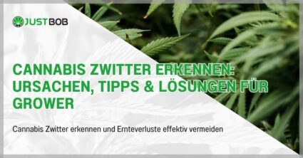 Cannabis Zwitter erkennen: Ursachen, Tipps & Lösungen für Grower