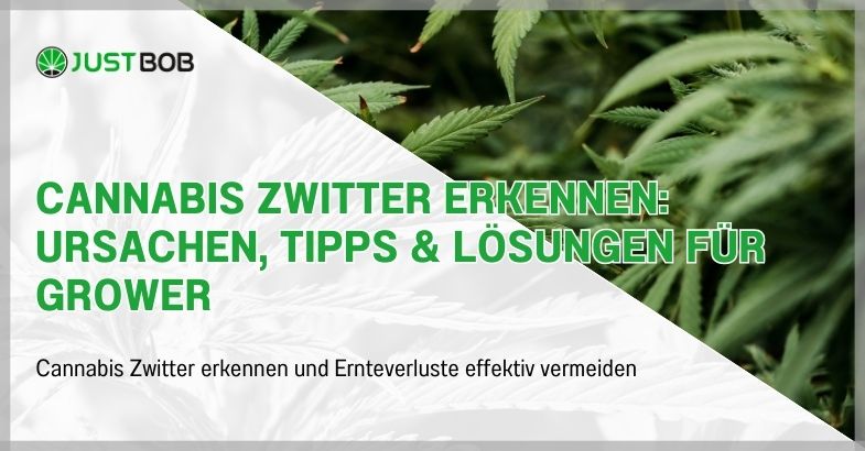 Cannabis Zwitter erkennen: Ursachen, Tipps & Lösungen für Grower