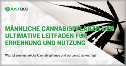 Männliche Cannabispflanze: Der ultimative Leitfaden für Erkennung und Nutzung