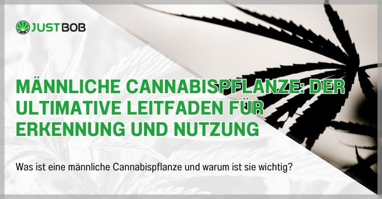 Männliche Cannabispflanze: Der ultimative Leitfaden für Erkennung und Nutzung