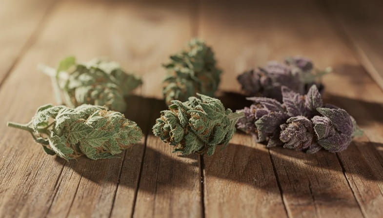 Justbob: das beste CBD-Cannabis