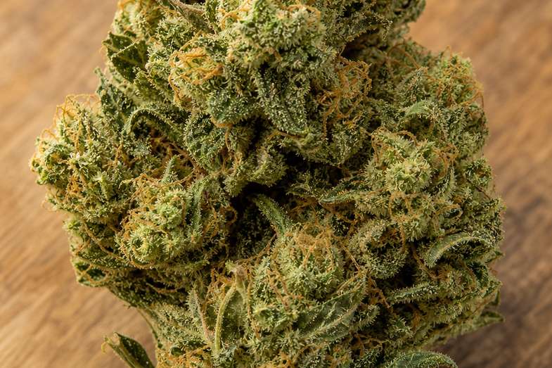 cbd-hanfbluete-makro-mit-trichomen Makroaufnahme einer getrockneten CBD-Hanfblüte mit dichten Trichomen und orangefarbenen Blütenfäden vor Holzhintergrund