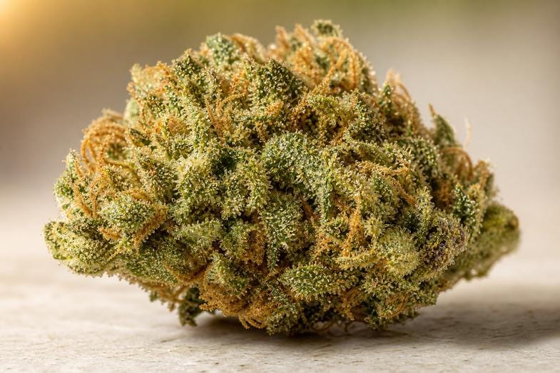 echte hanfblueten makro Makroaufnahme einer einzelnen grün-amberfarbenen Hanfblüte mit dicht sichtbaren Trichomen und feinen orangefarbenen Blütenhaaren