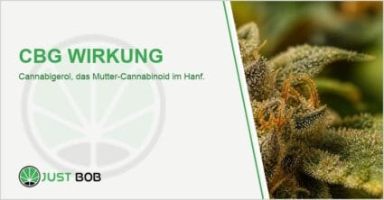Makroaufnahme einer reifen Hanfblüte mit dichten harzigen Trichomen und orangefarbenen Härchen in warmem Licht