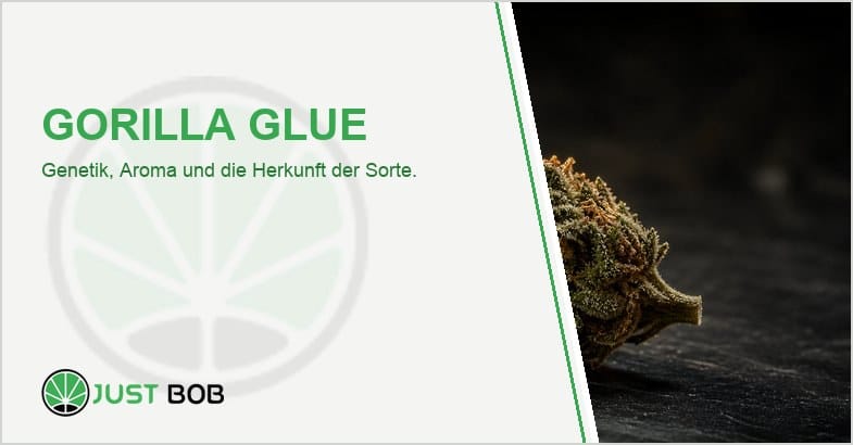 Harzige Gorilla Glue CBD-Blüte auf dunkler Schieferplatte mit glänzendem klebrigem Harzfilm im warmen Seitenlicht