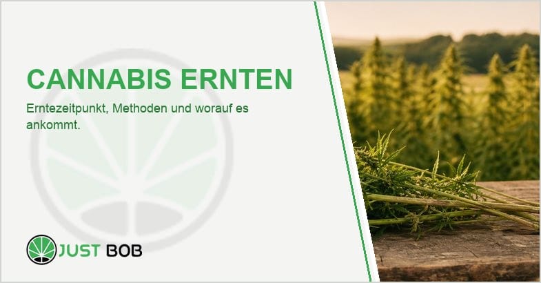 hanfernte-zweige-holztisch Frisch geschnittene Hanfzweige auf einer Holzbank vor einem sonnenbeschienenen Hanffeld im warmen Licht der Erntezeit