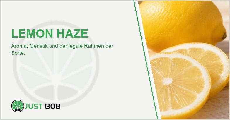 Helle Hanfblütenspitzen neben einer ganzen Zitrone und zwei Zitronenscheiben auf hellem Holz in warmen Tönen